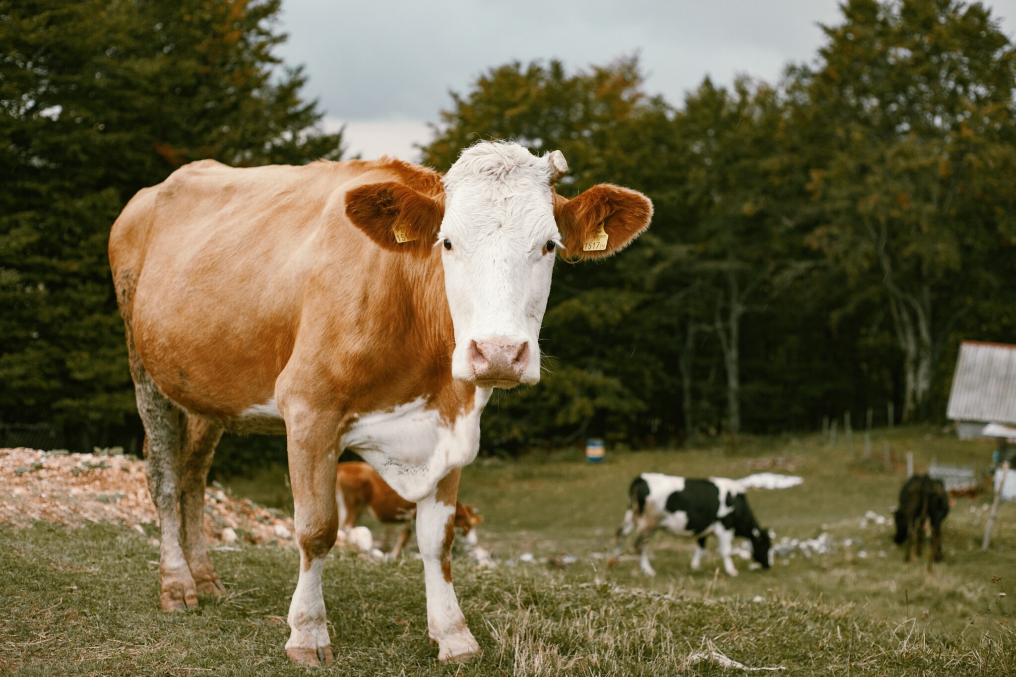 Kuh steht auf einem Feld und sieht in die Kamera